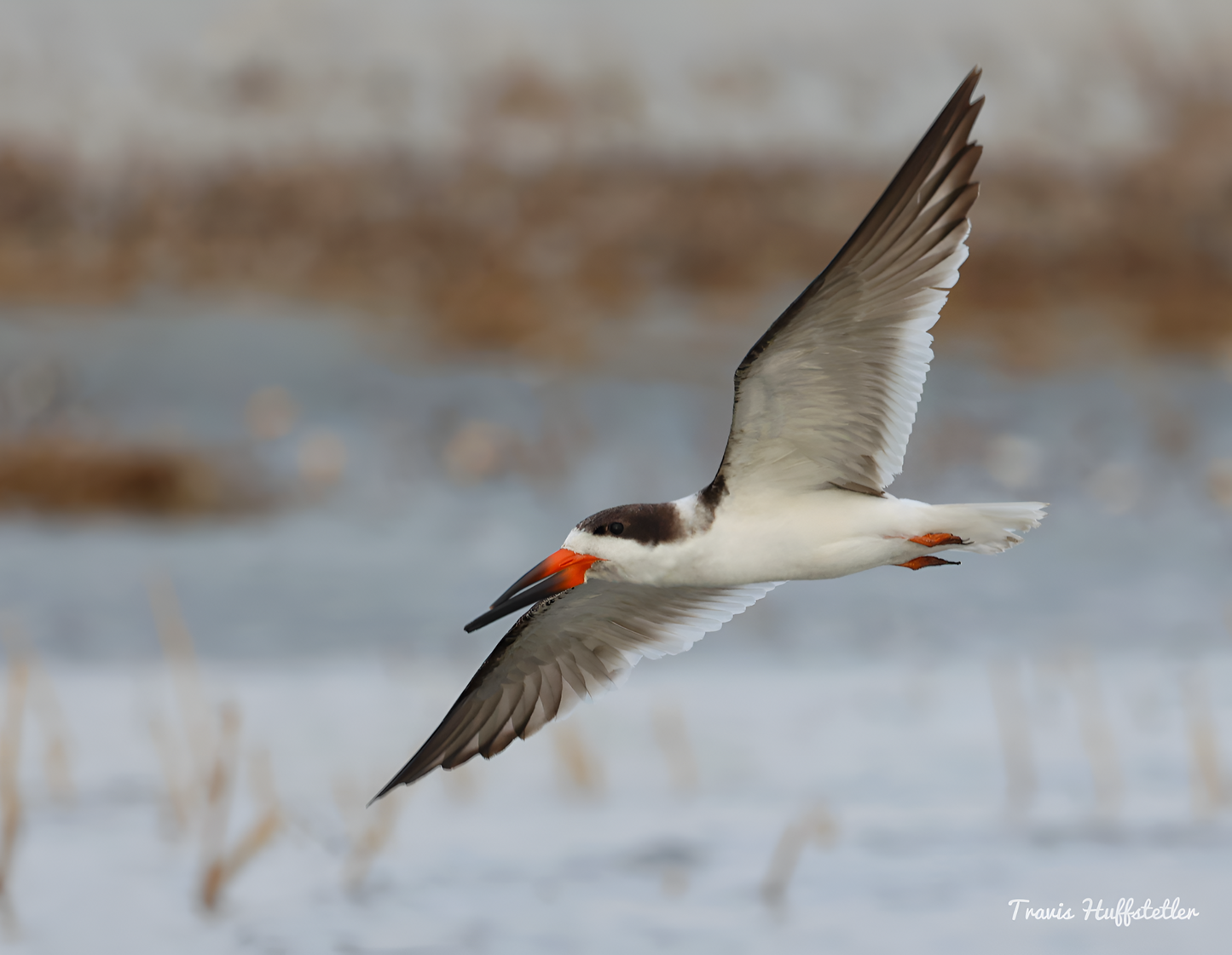 2025 Wildlife Calendar by Travis Huffstetler - Travis Huffstetler Photography