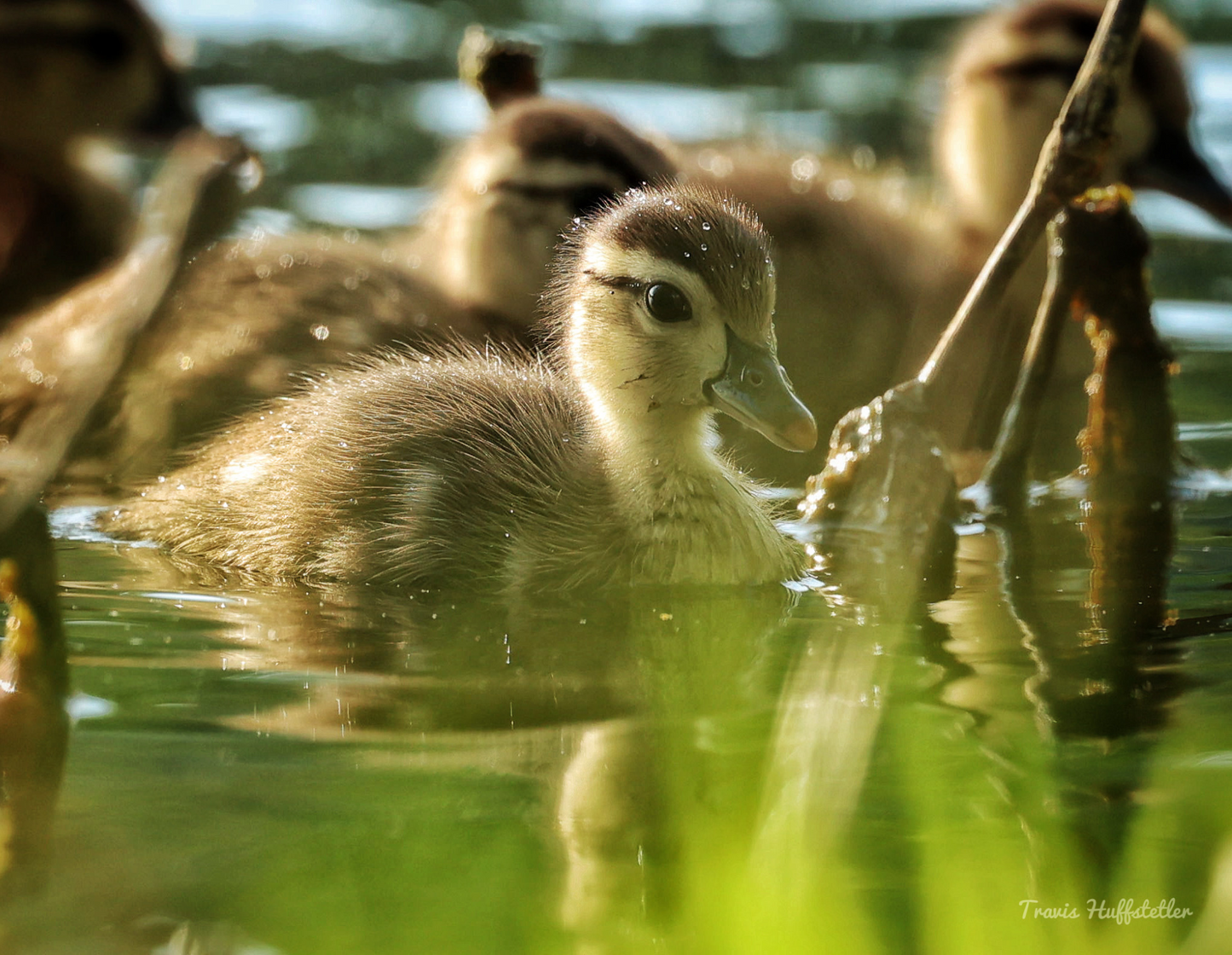 2025 Wildlife Calendar by Travis Huffstetler - Travis Huffstetler Photography