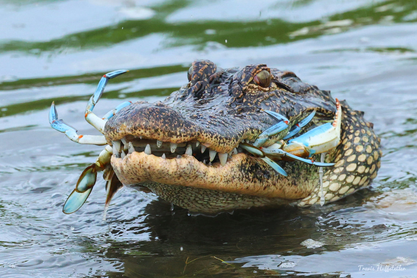 Crabby Smiling Alligator