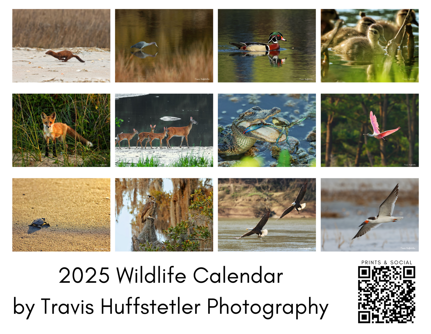 2025 Wildlife Calendar by Travis Huffstetler - Travis Huffstetler Photography