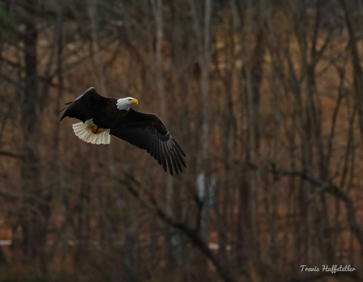 2026 Bald Eagle Wall Calendar by Travis Huffstetler *PREORDER*