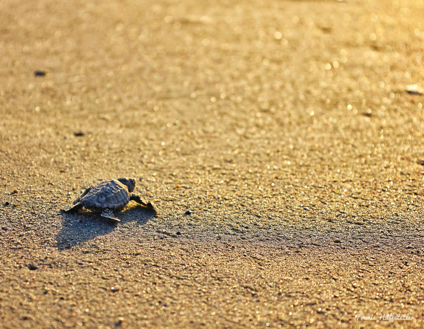 2025 Wildlife Calendar by Travis Huffstetler - Travis Huffstetler Photography