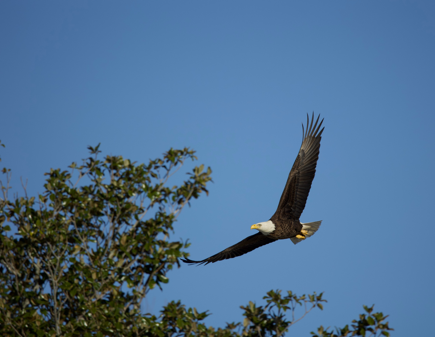 2026 Bald Eagle Wall Calendar by Travis Huffstetler *PREORDER*