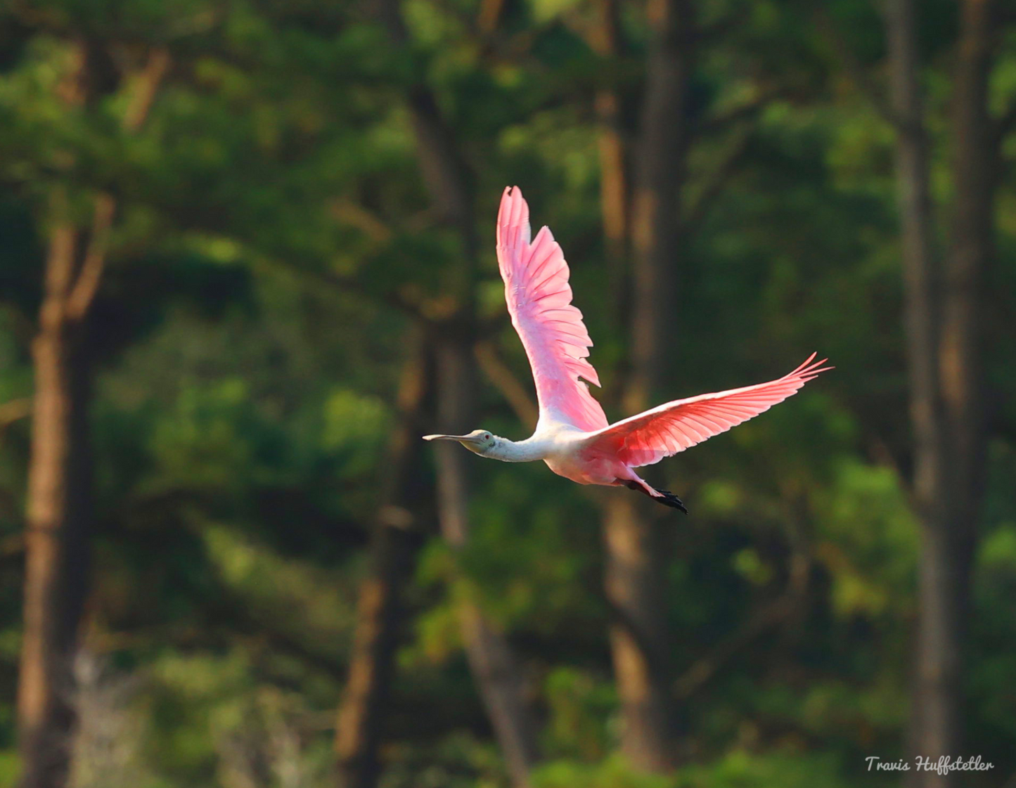 2025 Wildlife Calendar by Travis Huffstetler - Travis Huffstetler Photography