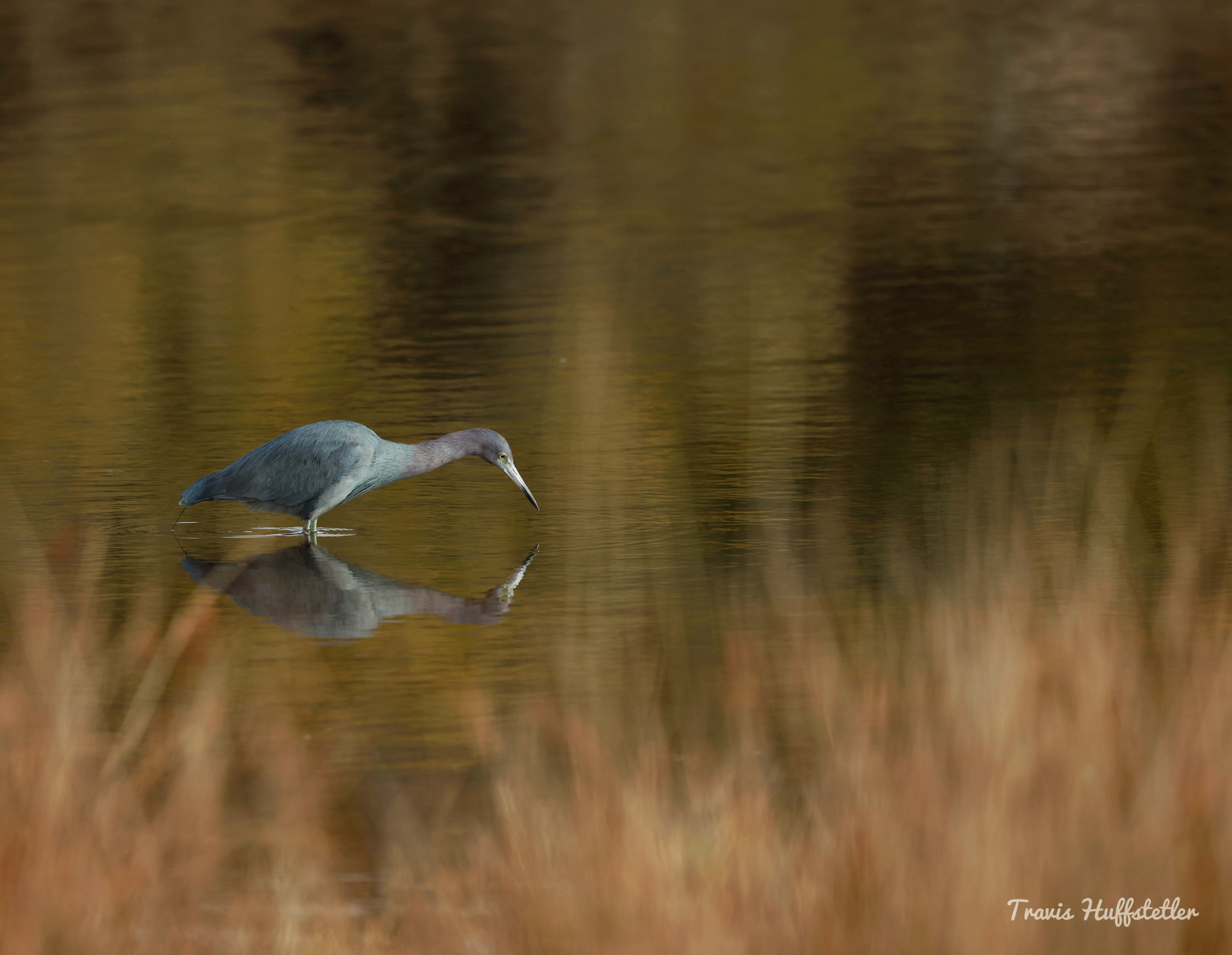 2025 Wildlife Calendar by Travis Huffstetler - Travis Huffstetler Photography