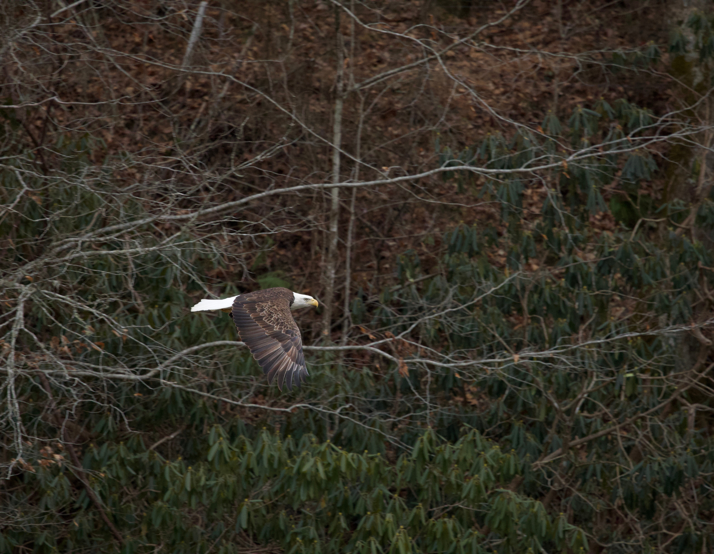 2026 Bald Eagle Wall Calendar by Travis Huffstetler *PREORDER*