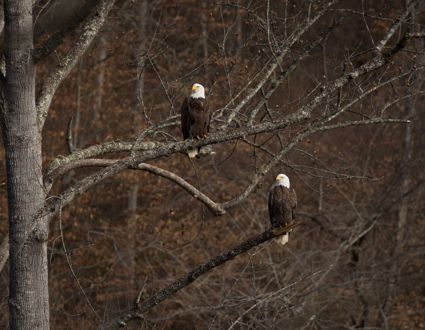 2026 Bald Eagle Wall Calendar by Travis Huffstetler *PREORDER*