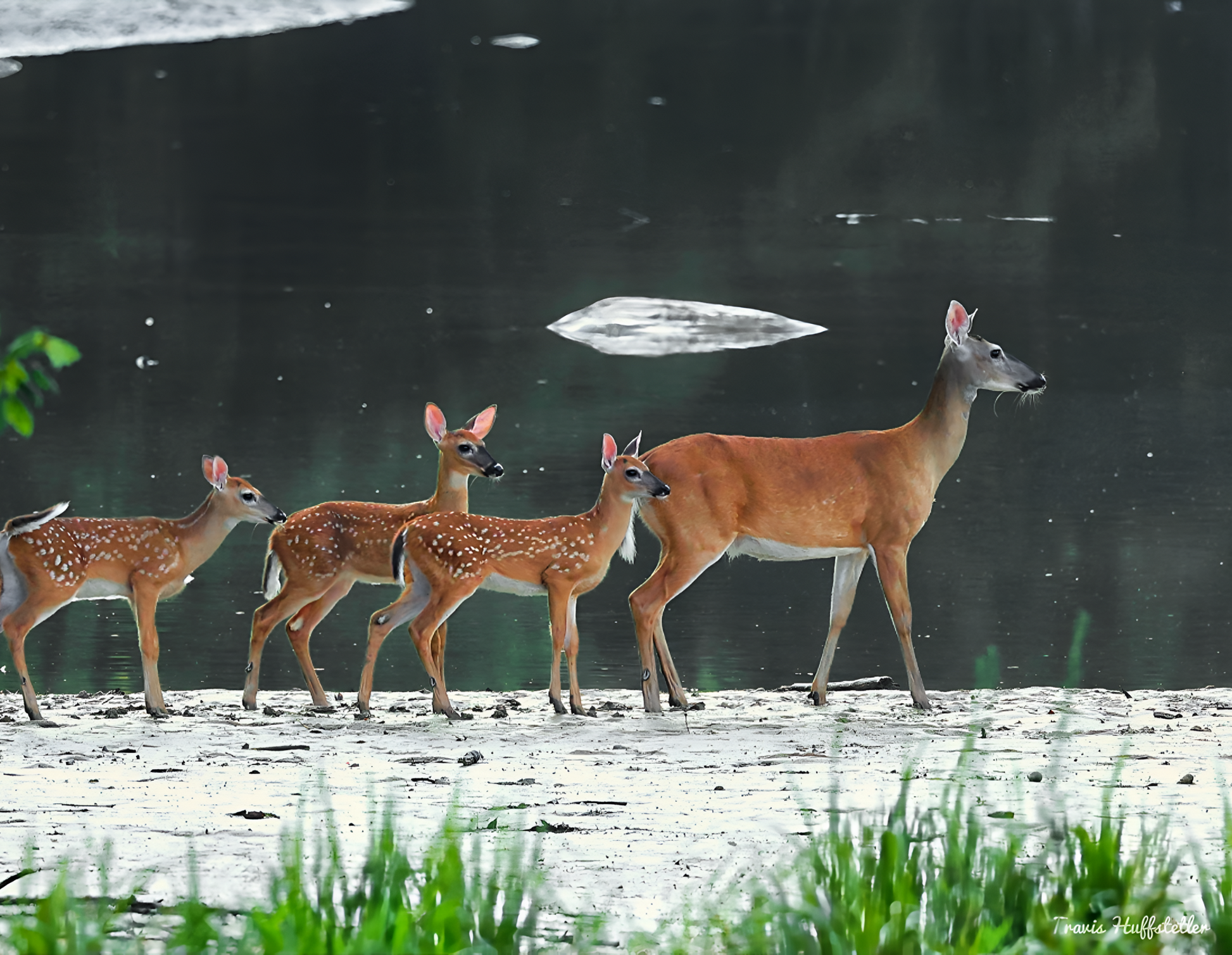 2025 Wildlife Calendar by Travis Huffstetler - Travis Huffstetler Photography