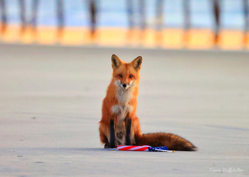 Jigsaw Puzzle Patriotic Fox - 500 Pieces Puzzle - Travis Huffstetler Photography