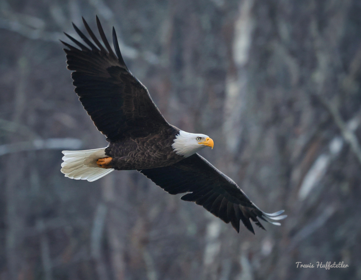 2026 Bald Eagle Wall Calendar by Travis Huffstetler *PREORDER*