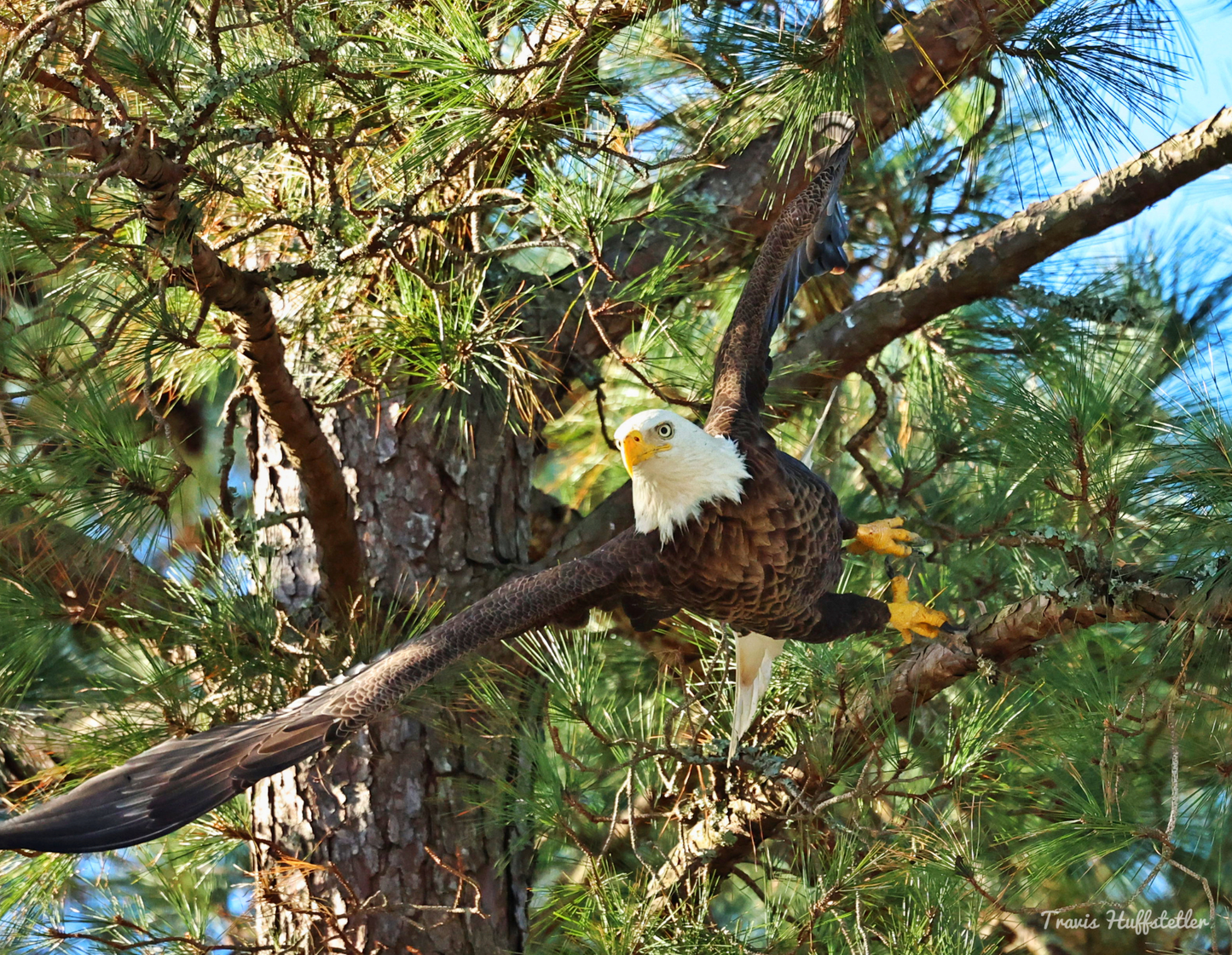 2026 Bald Eagle Wall Calendar by Travis Huffstetler *PREORDER*