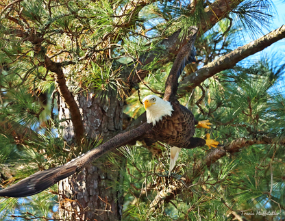 2026 Bald Eagle Wall Calendar by Travis Huffstetler *PREORDER*