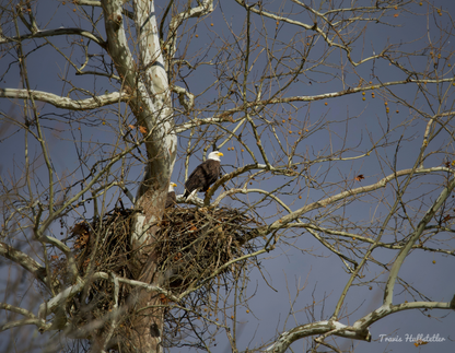 2026 Bald Eagle Wall Calendar by Travis Huffstetler *PREORDER*