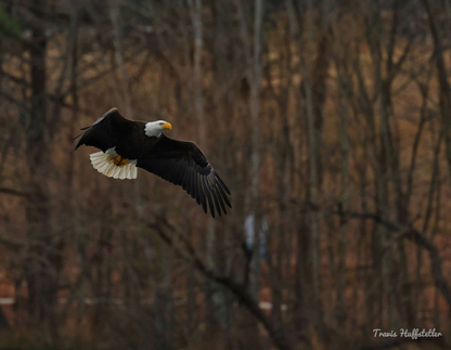 2026 Bald Eagle Wall Calendar by Travis Huffstetler *PREORDER*