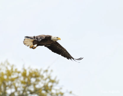 2026 Bald Eagle Wall Calendar by Travis Huffstetler *PREORDER*