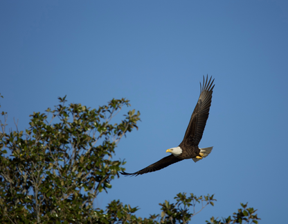 2026 Bald Eagle Wall Calendar by Travis Huffstetler *PREORDER*