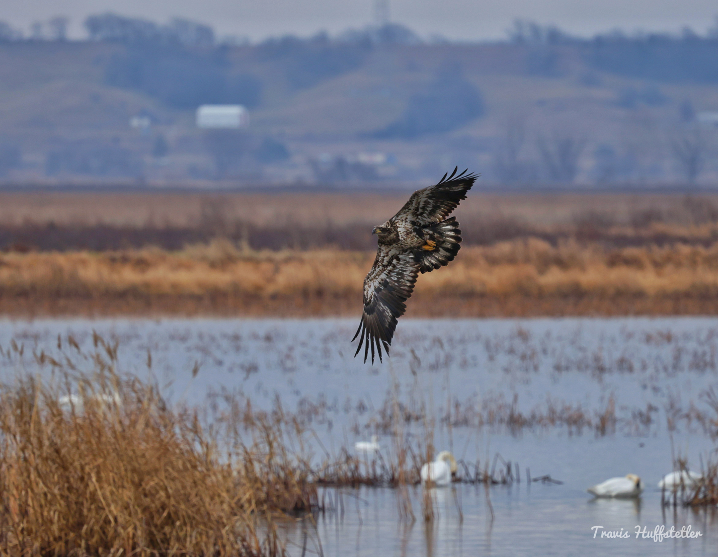 2026 Bald Eagle Wall Calendar by Travis Huffstetler *PREORDER*