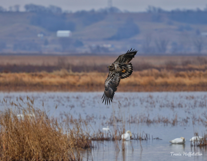 2026 Bald Eagle Wall Calendar by Travis Huffstetler *PREORDER*