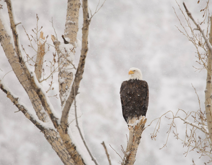 2026 Bald Eagle Wall Calendar by Travis Huffstetler *PREORDER*