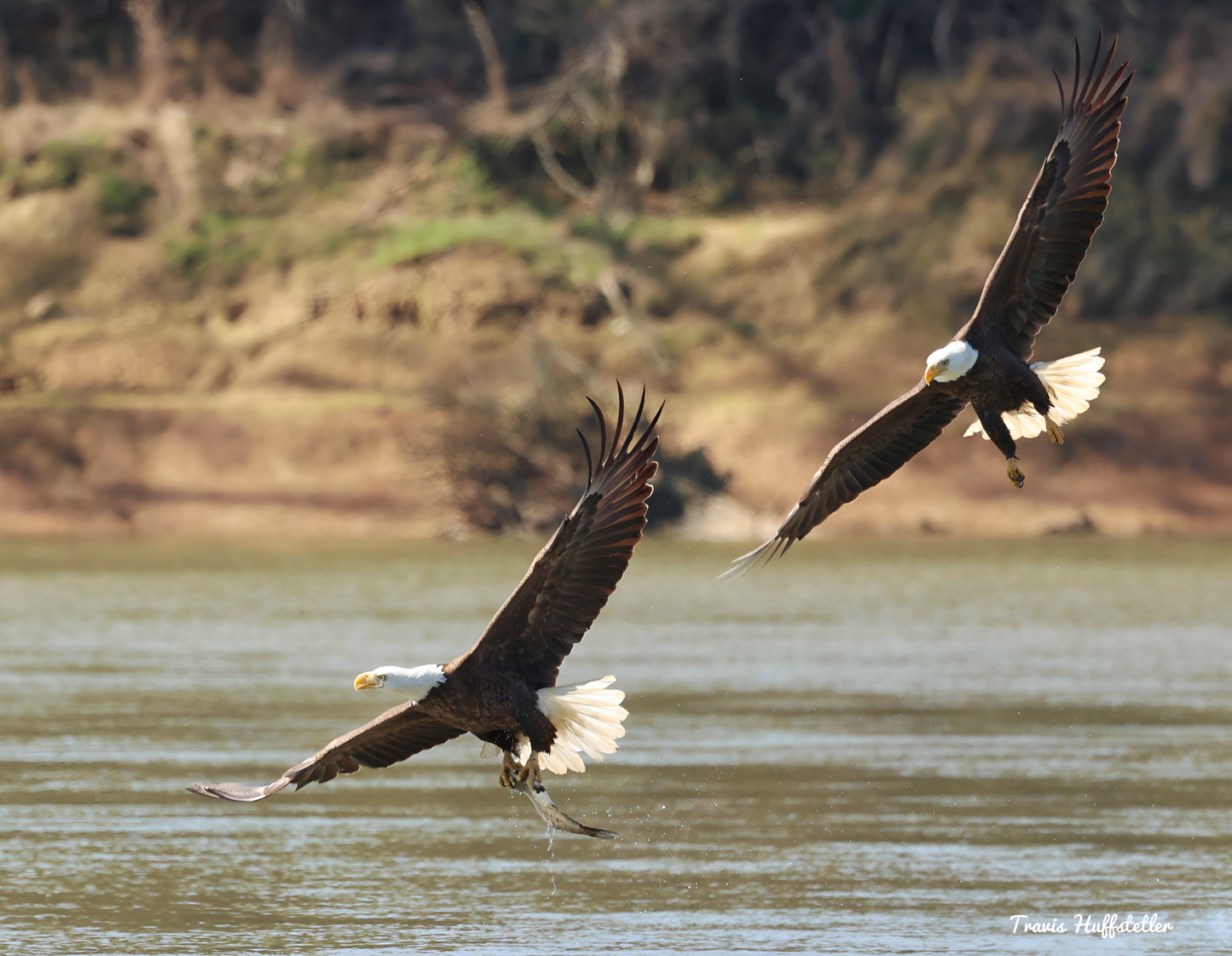 2025 Wildlife Calendar by Travis Huffstetler