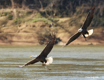 2025 Wildlife Calendar by Travis Huffstetler - Travis Huffstetler Photography