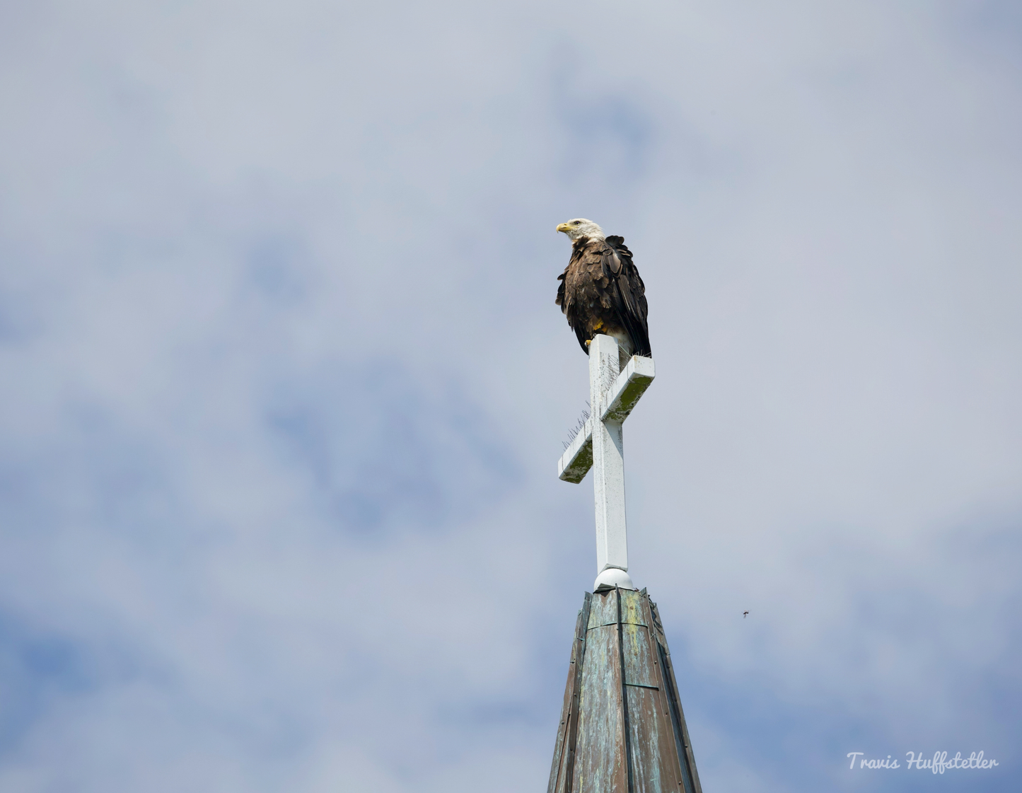 2026 Bald Eagle Wall Calendar by Travis Huffstetler *PREORDER*