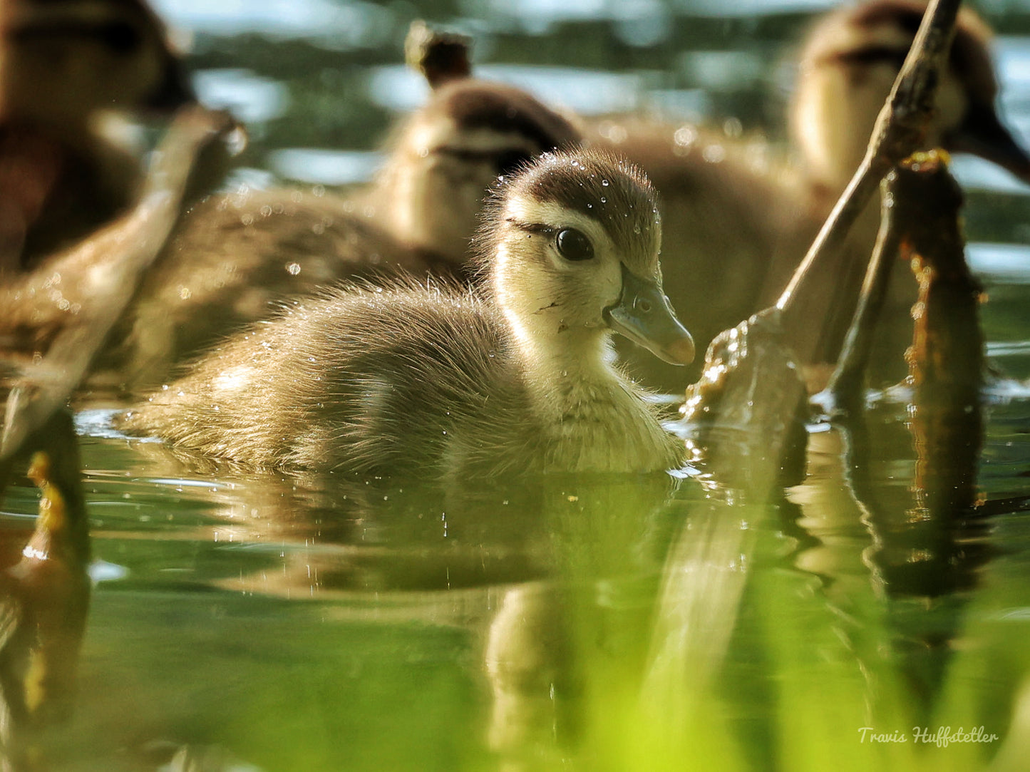 Baby Wood Ducks Print - 2ft x 3ft Canvas Print