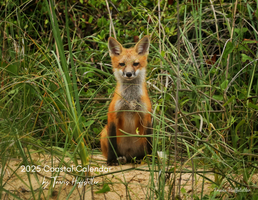 2025 Wildlife Calendar by Travis Huffstetler - Travis Huffstetler Photography
