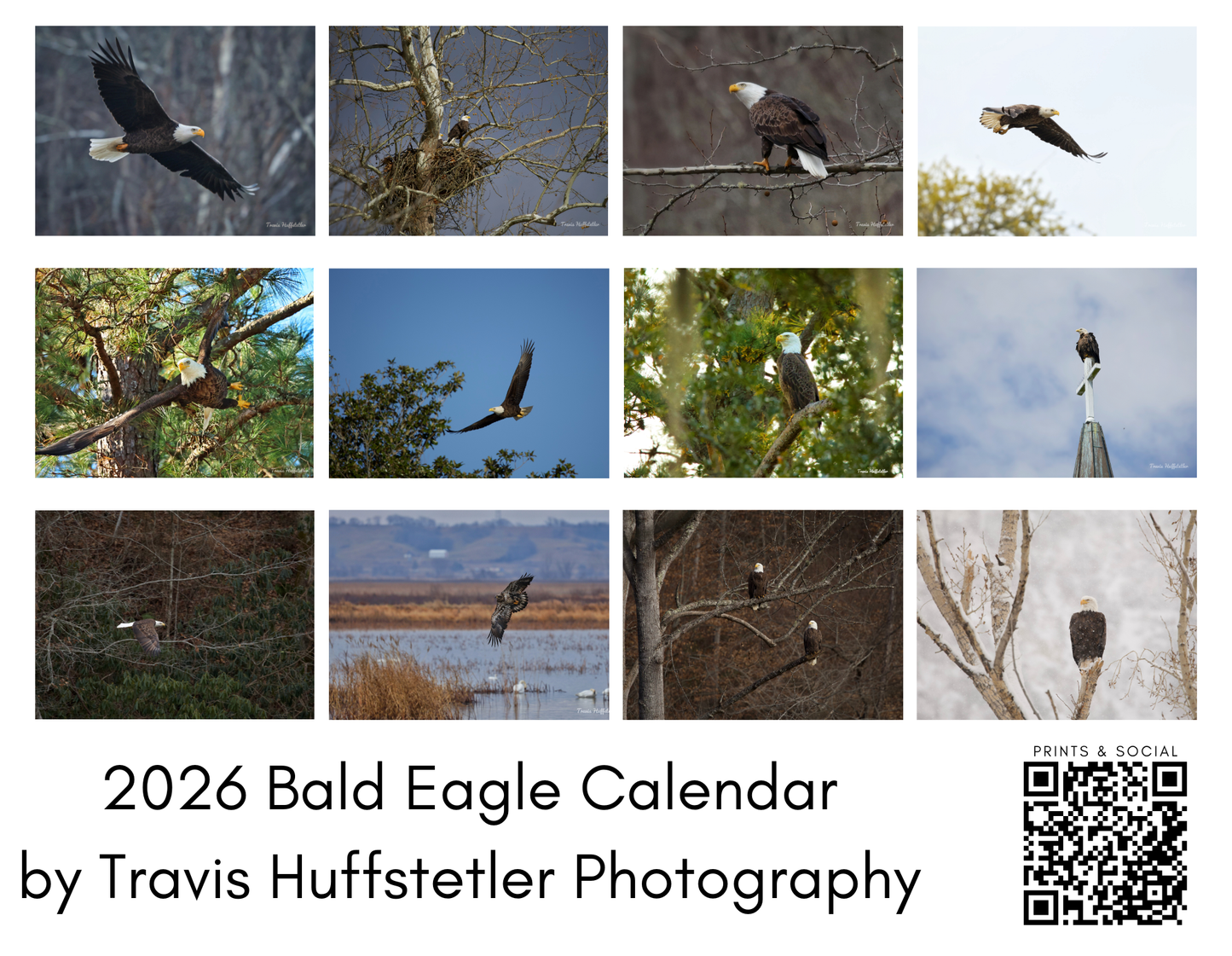 2026 Bald Eagle Wall Calendar by Travis Huffstetler *PREORDER*