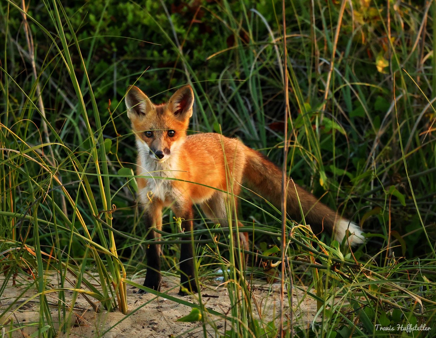 2025 Wildlife Calendar by Travis Huffstetler