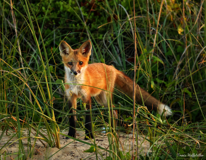 2025 Wildlife Calendar by Travis Huffstetler - Travis Huffstetler Photography