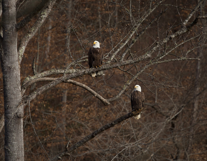 2026 Bald Eagle Wall Calendar by Travis Huffstetler *PREORDER*