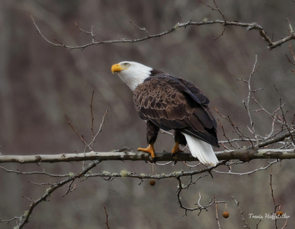 2026 Bald Eagle Wall Calendar by Travis Huffstetler *PREORDER*