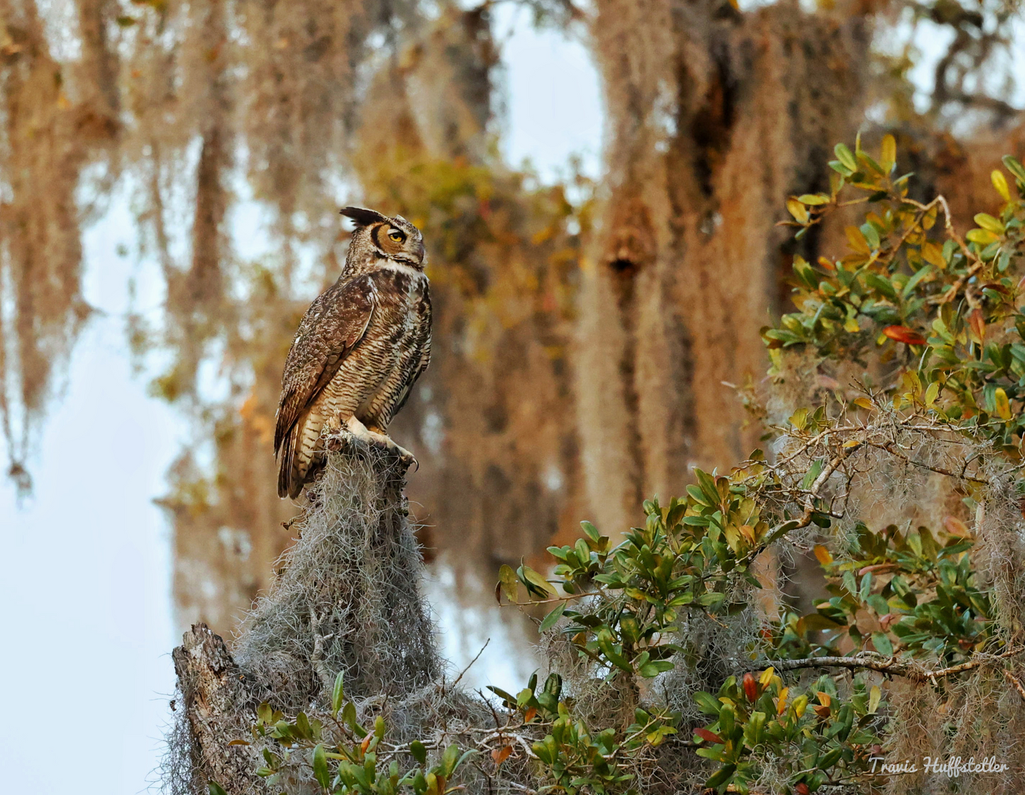 2025 Wildlife Calendar by Travis Huffstetler