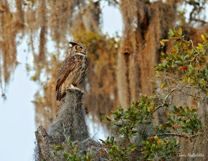 2025 Wildlife Calendar by Travis Huffstetler - Travis Huffstetler Photography