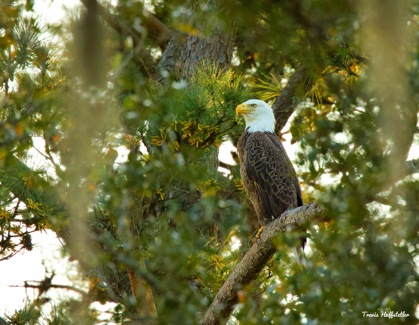 2026 Bald Eagle Wall Calendar by Travis Huffstetler *PREORDER*