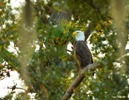 2026 Bald Eagle Wall Calendar by Travis Huffstetler *PREORDER*
