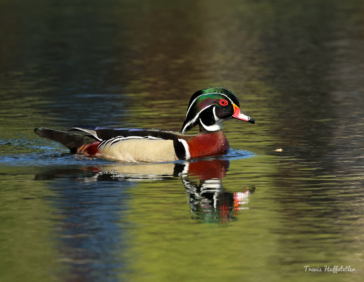 2025 Wildlife Calendar by Travis Huffstetler