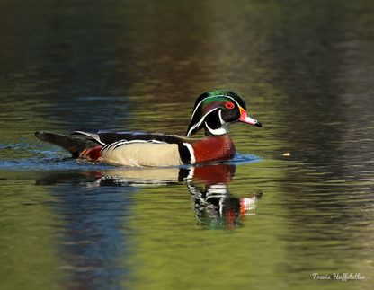 2025 Wildlife Calendar by Travis Huffstetler - Travis Huffstetler Photography