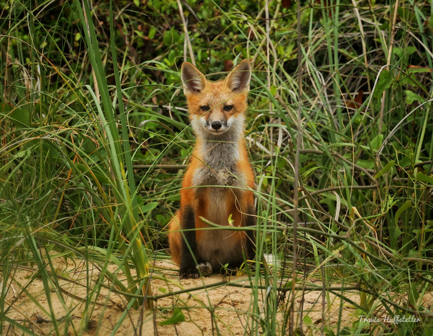 2025 Wildlife Calendar by Travis Huffstetler