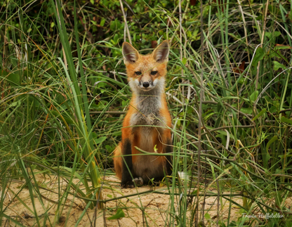 2025 Wildlife Calendar by Travis Huffstetler - Travis Huffstetler Photography