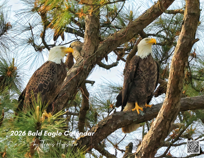 2026 Bald Eagle Wall Calendar by Travis Huffstetler *PREORDER*