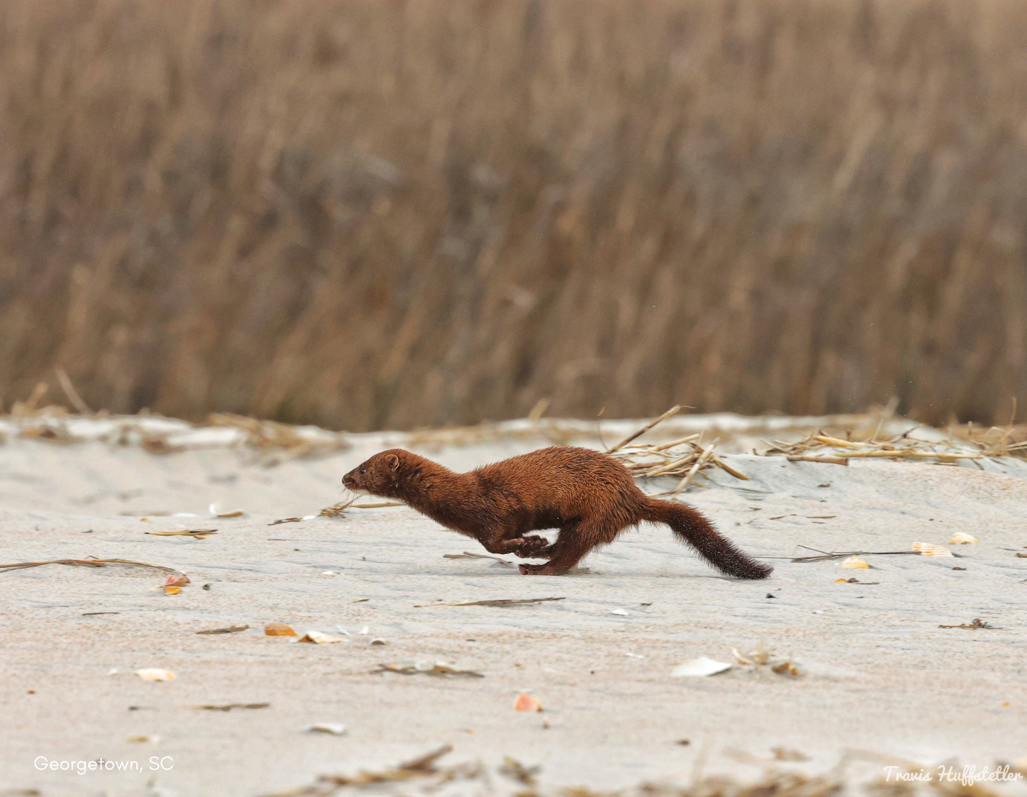 2025 Wildlife Calendar by Travis Huffstetler