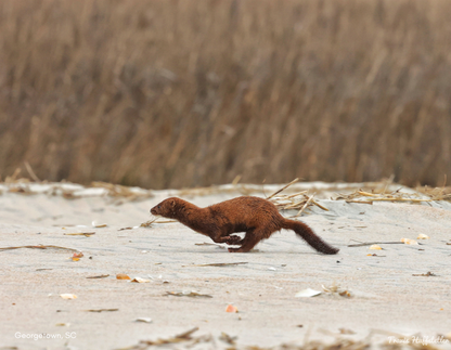 2025 Wildlife Calendar by Travis Huffstetler - Travis Huffstetler Photography