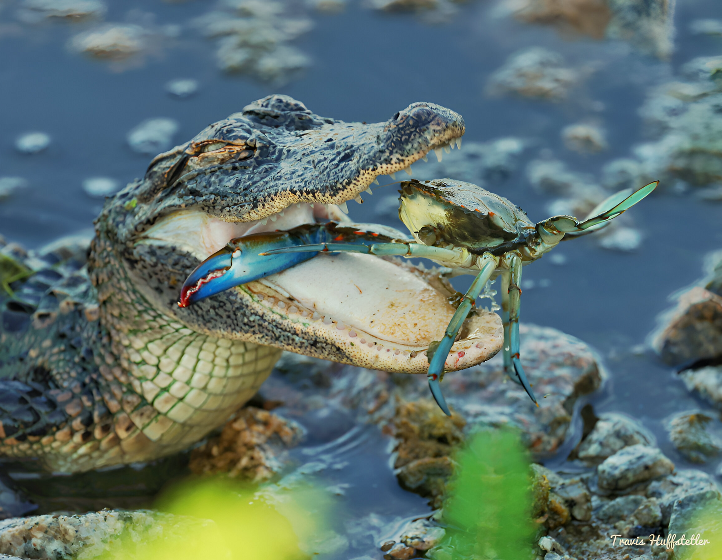 2025 Wildlife Calendar by Travis Huffstetler