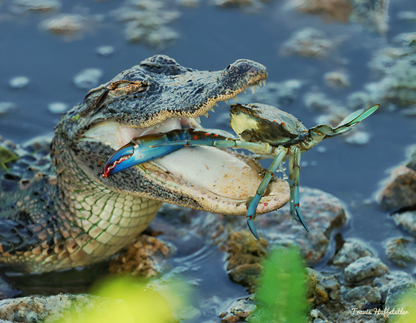 2025 Wildlife Calendar by Travis Huffstetler - Travis Huffstetler Photography
