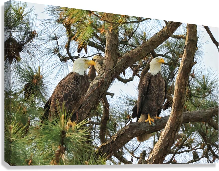 Pair of Bald Eagles