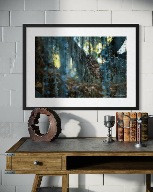 Watcher of the Oaks - Barred Owl Fine Art Print (Frame NOT Included)