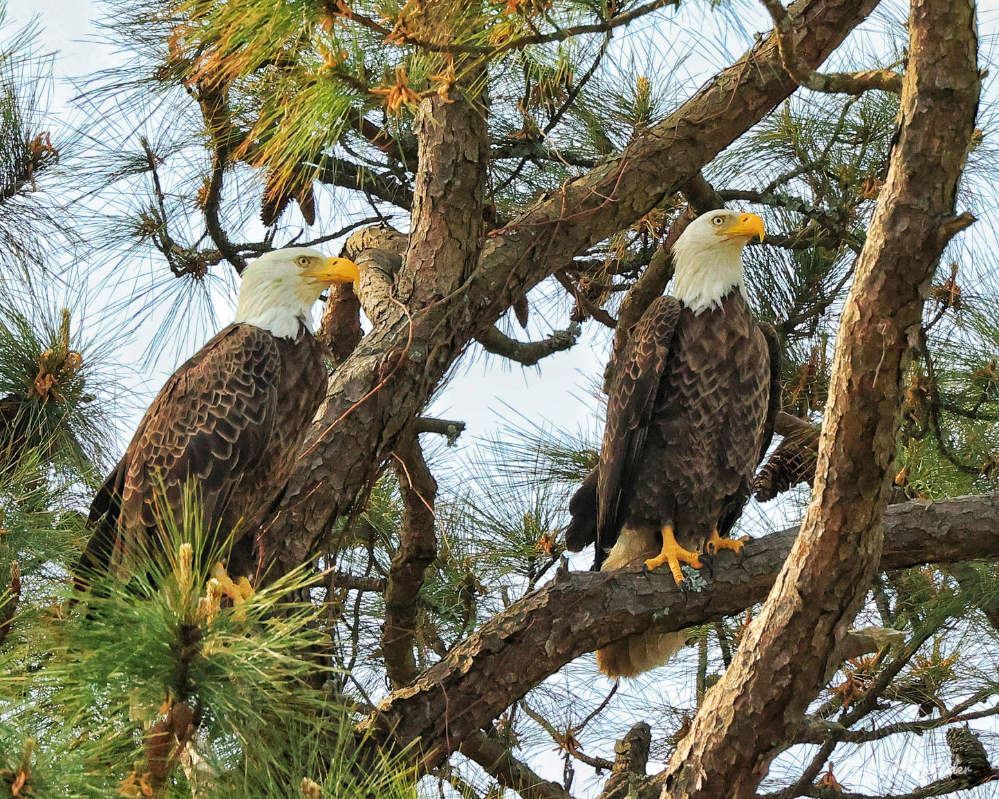 Pair of Bald Eagles